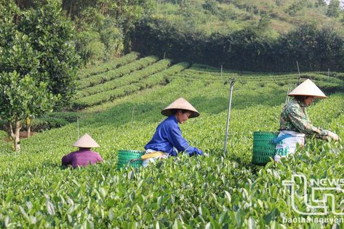 Đồng Hỷ nâng cao giá trị cây chè