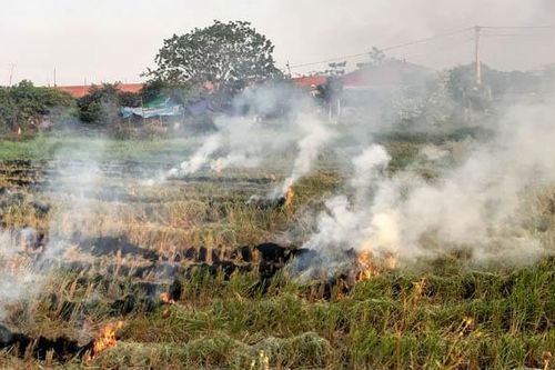 Triển khai ứng dụng Hue-S để ngăn chặn đốt rơm, rạ