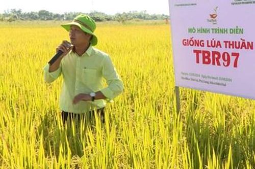 Năng suất lúa hè thu 2024 đạt bình quân 61 tạ/ha