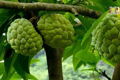 Mùa na Chi Lăng | Trăm miền hội tụ | 16/08/2024