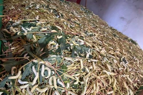 Bất ngờ với giá của loài côn trùng xấu xí, có vẻ ngoài đáng sợ