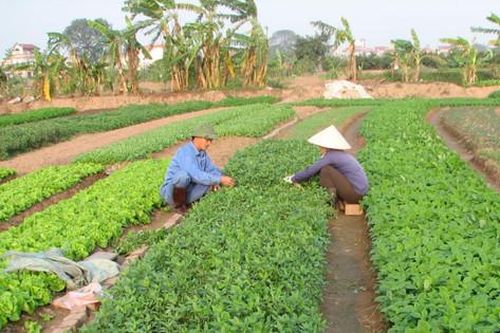 Hà Nội: Thanh tra, kiểm tra, hậu kiểm nông sản được chứng nhận OCOP định kỳ 1 lần/năm