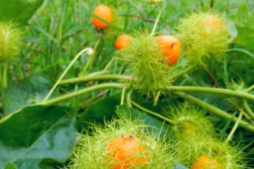 Chim quyên ăn trái nhãn lồng…
