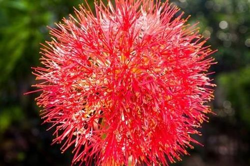 Cây cảnh cát tường, hoa đỏ như máu, 'đốt' mọi ánh nhìn