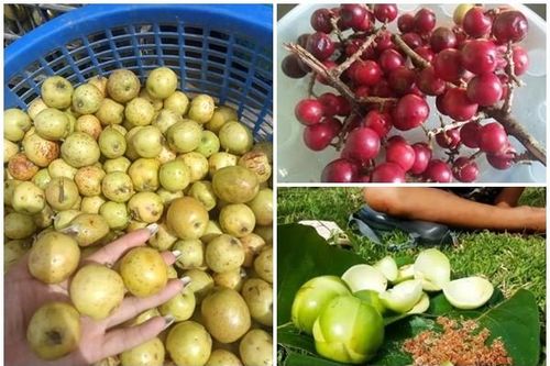 3 loại quả rụng đầy gốc nay là đặc sản 'đắt như tôm tươi'