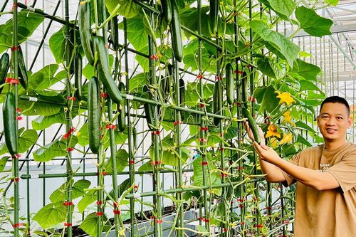 Ông bố ở Hà Nội làm vườn 'lười' trên tầng 8, cả năm thoải mái hái trái ngon