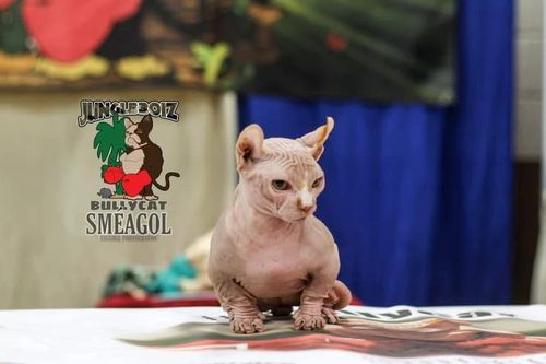 Cảnh báo về những 'nỗi thống khổ' của giống mèo không lông 'bully cat'