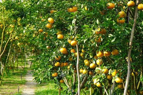 Huyện Lai Vung và Lấp Vò (tỉnh Đồng Tháp) đạt chuẩn nông thôn mới