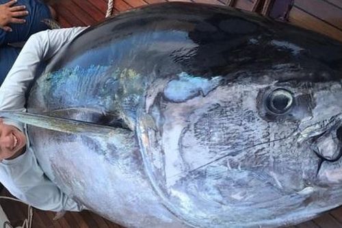 Cậu bé câu được con cá ngừ vây xanh nặng 379kg giá 626 triệu đồng
