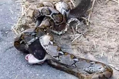 Clip: Cuộc chiến kinh hoàng của trăn gấm và rắn hổ mang chúa