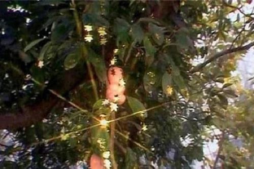 Tây Du Ký: Bí ẩn rùng rợn về cây nhân sâm ở Ngũ Trang Quán khiến Tôn Ngộ Không nổi giận quật đổ