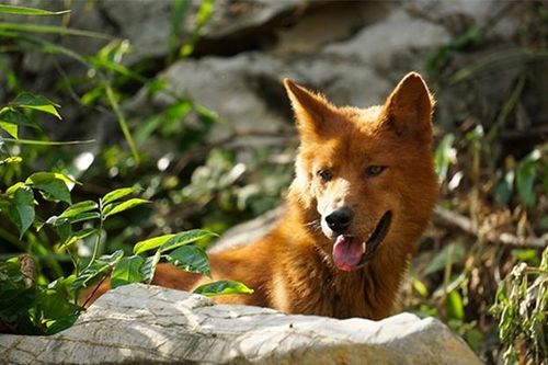 Vì sao con người chọn thuần hóa chó đầu tiên dù từng là kẻ thù không đội trời chung với nhau?