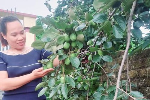 Tạo điểm tựa giảm nghèo cho phụ nữ với trái hồng không hạt Gia Thanh