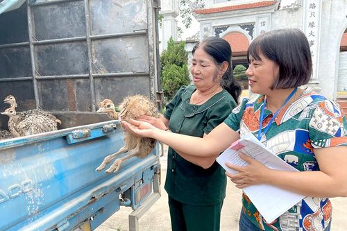 Nuôi đà điểu mở hướng làm giàu
