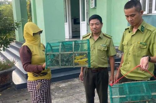 Phát hiện 65 cá thể chim trời được bán trong dịp lễ Vu Lan