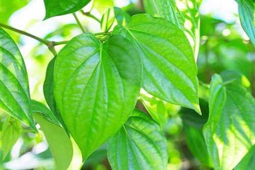 'Qua hàng trầu nhớ mẹ', một tấm lòng thơm thảo