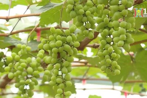 Phát triển nông nghiệp đô thị với giống nho sữa Hàn Quốc | Nông nghiệp đô thị | 18/08/2024