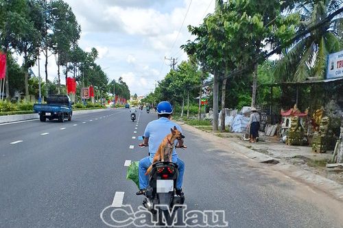 Chở thú cưng trên xe máy - nguy hiểm khó lường
