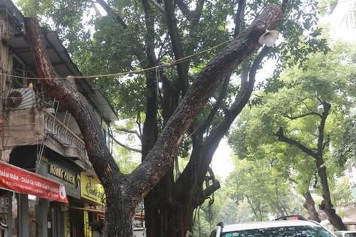 Hà Nội: Nhiều cây xanh chết khô, 'ngả nghiêng' dọa đổ mùa mưa bão