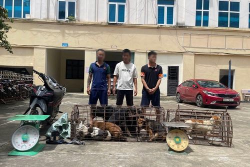 Triệt phá ổ nhóm chuyên trộm chó