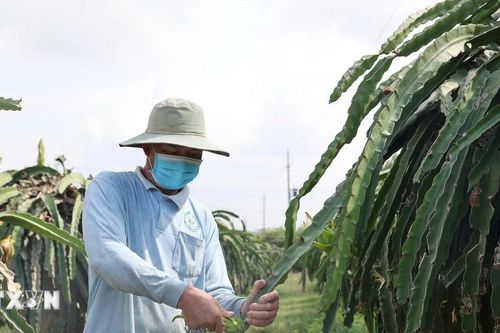 Bà Rịa-Vũng Tàu: Người trồng thanh long bỏ sản xuất chính vụ, chờ nghịch vụ