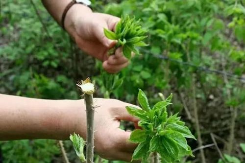 Cây dại toàn gai, vị đắng ngắt, biết cách hái là kiếm bộn tiền