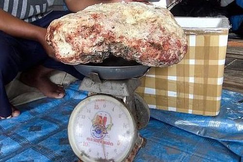 Đẩy thuyền vào bến, ngư dân nhặt được thứ trị giá 5,7 tỷ đồng