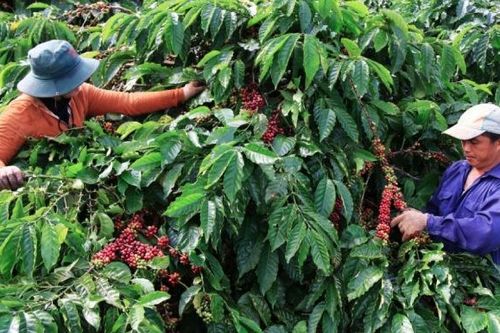 Doanh nghiệp gấp rút quy hoạch vùng trồng, đón đầu xuất khẩu xanh