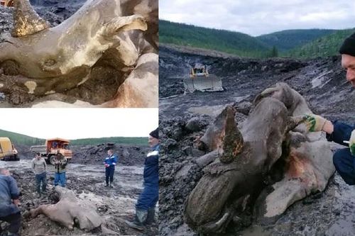 Đào vàng ở Siberia, nhóm thợ mỏ phát hiện 'xác ướp quái vật'