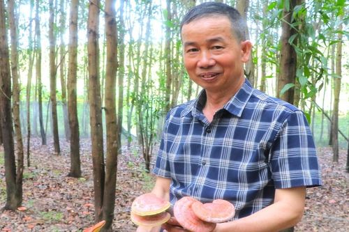 Phát triển kinh tế nông-lâm bền vững gắn với bảo vệ rừng, nhiều vướng mắc cần tháo gỡ