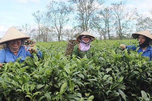Giá chè xuất khẩu tăng