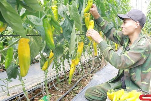 Sản xuất ứng phó với biến đổi khí hậu