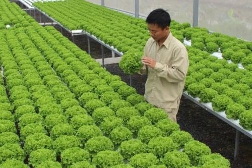Hà Nội nâng cao chất lượng, chế biến và phát triển thị trường tiêu thụ nông lâm thủy sản