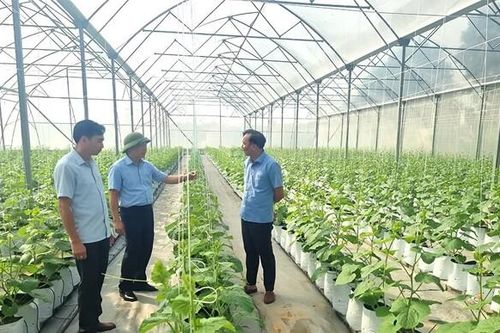 Ninh Bình: Các hợp tác xã tích cực xây dựng nông thôn mới trong thời kỳ hội nhập