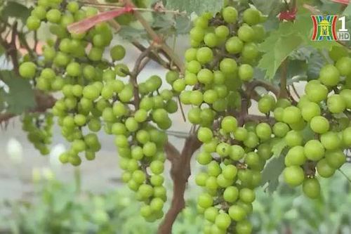 Hướng đến nền nông nghiệp sạch, bền vững
