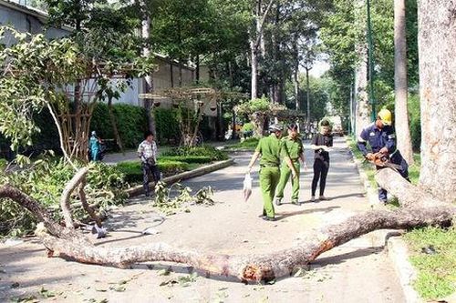 Thành phố Hồ Chí Minh sẽ 'siêu âm' cây xanh để 'bắt bệnh'