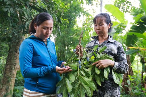 Loại quả ví như 'vàng đen' ở Hà Tĩnh mất mùa chưa từng có