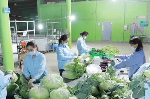Cấp mã số cho vùng trồng nông sản: Mở ra nhiều cơ hội thuận lợi
