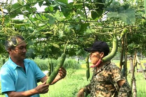 Những nông dân sản xuất, kinh doanh giỏi ở Sơn Tây