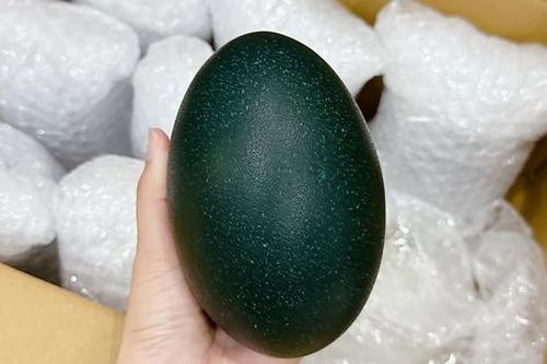 Săn mua trứng đà điểu Úc giá gần 1 triệu đồng