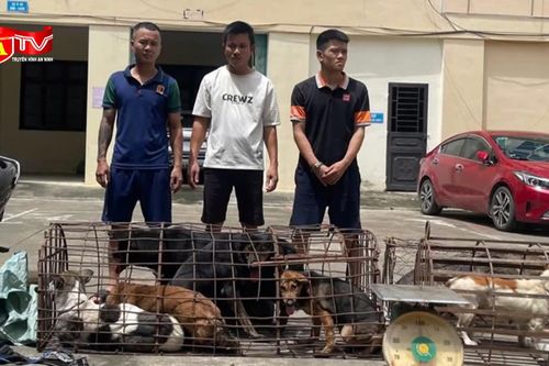 Nhóm đối tượng trộm gần 100 con chó trong vòng nửa tháng