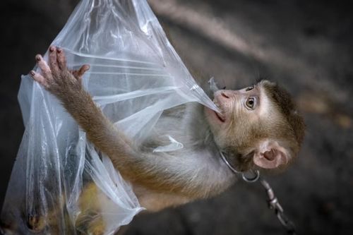 Nỗi sợ từ những con khỉ ho sặc sụa tại Thái Lan