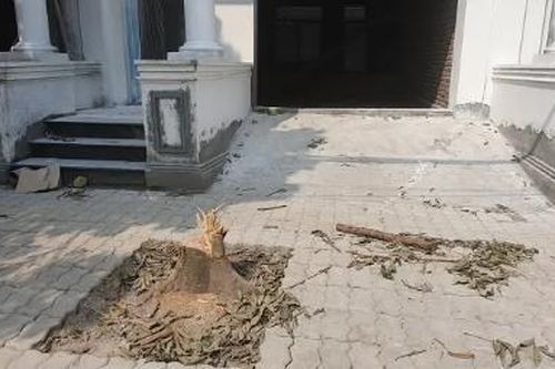 Đề nghị truy tố hình sự đối với hành vi phá hoại, chặt cây xanh