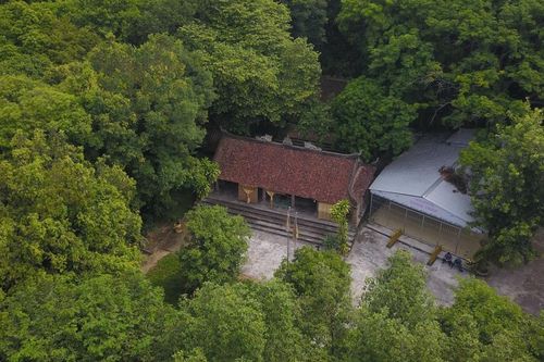 Nghệ An:hệ sinh thái đặc biệt rừng lim Tháp Lĩnh và kỳ vọng về du lịch