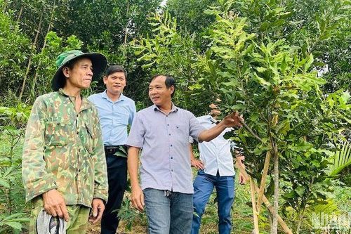 Mở hướng hình thành vùng chuyên canh cây ăn quả ở miền núi Quảng Ngãi