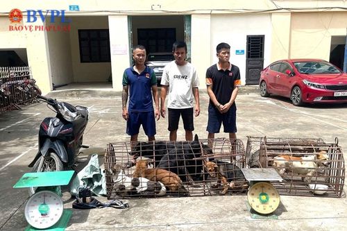 Triệt phá ổ nhóm vờ đánh bắt cá, soi ếch ban đêm, trộm hàng trăm con chó
