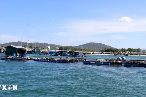 Kiên Giang đặt mục tiêu sản lượng thủy sản cả năm vượt 365.000 tấn