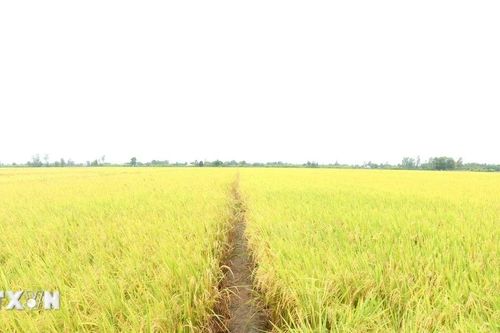 Long An quyết tâm thực hiện Đề án 1 triệu hécta lúa chất lượng cao