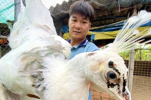 Anh nông dân 'phát tài' nhờ nuôi chim ngoại quốc, lãi như 'máy in tiền'