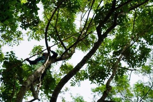 Người dân miền núi trồng quả gì đen sì sì mà thương lái săn lùng mua bằng được?